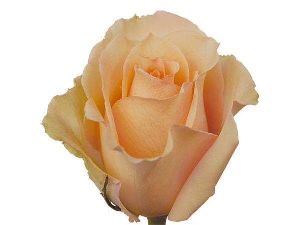 Pieni Kukkapuoti Ikivihreä - Ruusut - Shampanja ruusu